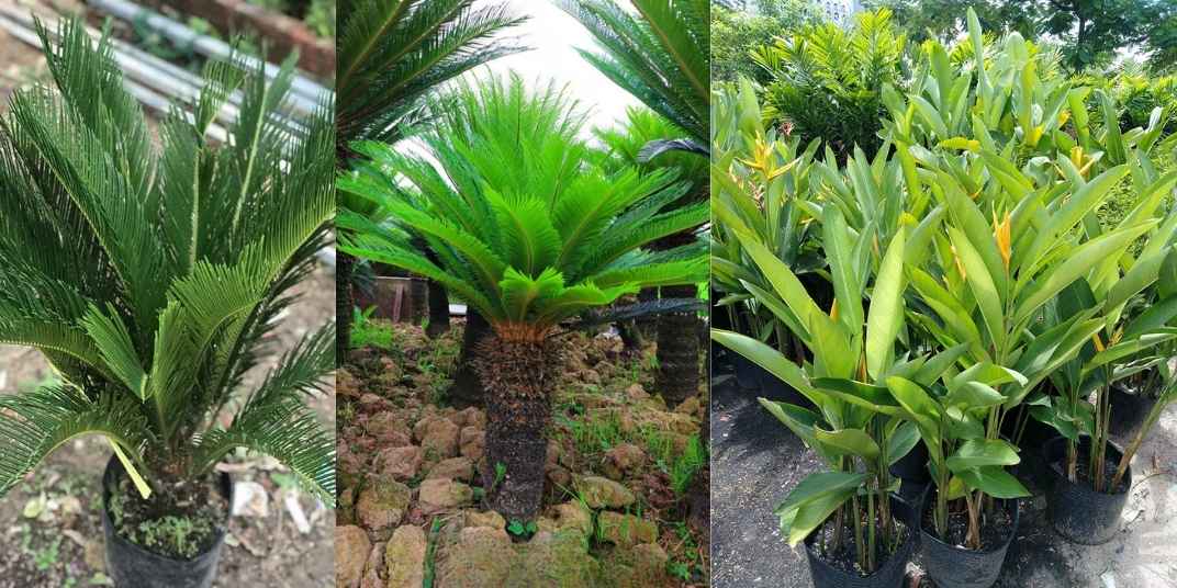 Cây Cảnh Sân Vườn Đẹp